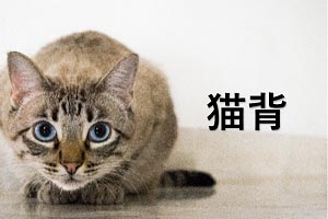 猫背
